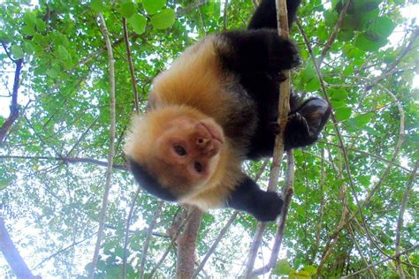 Gatun Lake Wildlife Tour From Panama City: Triphobo