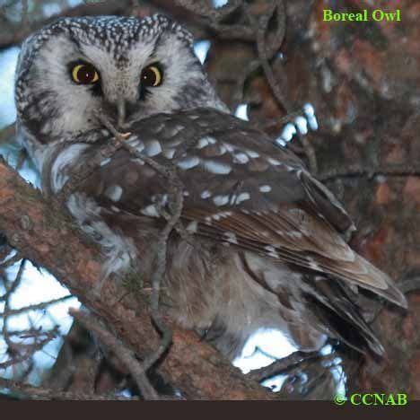 Boreal Owl | Boreal Owl pictures | Owls of North America | Birds | Owl pictures, Owl, Prey