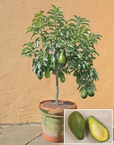 Avocado Plant at Rs 120/piece | New Items in Vrindavan | ID: 16925829091