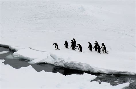 Awesome Antarctica Photography | Inspiration | Scott Photographics ...