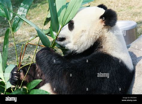 Panda eating bamboo Stock Photo - Alamy