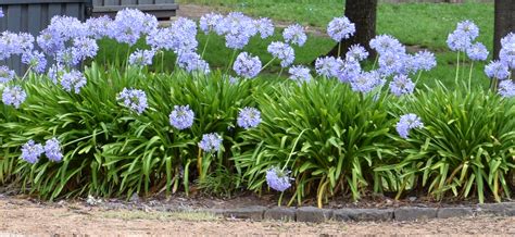 A Darn Good Yard: Agapanthus - Love Them or Hate Them