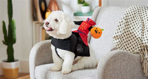 Funny, Cute and Spooky Small Dog Costumes | BeChewy