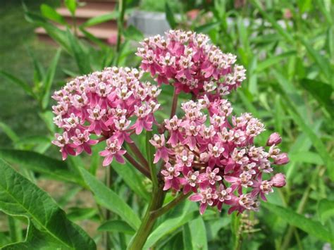 Pink Swamp Milkweed Plant, Asclepias Incarnata Pink - Milkweed 4 Monarchs