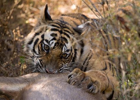 Siberian Tiger Kitten