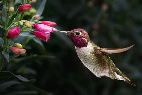 Hummingbird Nectar Stock Photos, Pictures & Royalty-Free Images - iStock