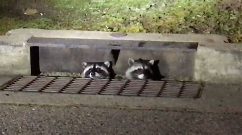 Raccoons can get into really weird places