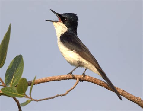 Christmas card bird | BIRDS in BACKYARDS