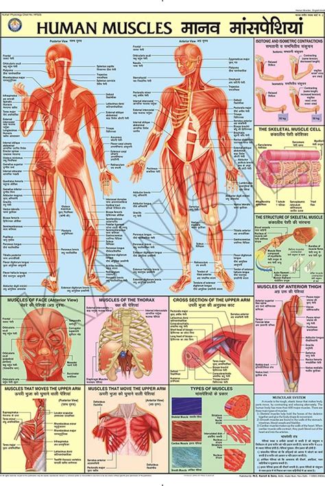 600 Muscles In The Body