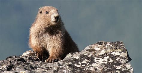 Olympic marmot - Alchetron, The Free Social Encyclopedia