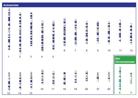 Autosomal DNA - ISOGG Wiki