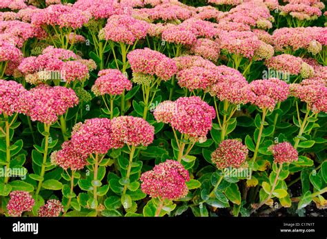 Orpine, Life-everlasting or Midsummer-men (Sedum telephium Hybride), Herbstfreude, autumn friend ...