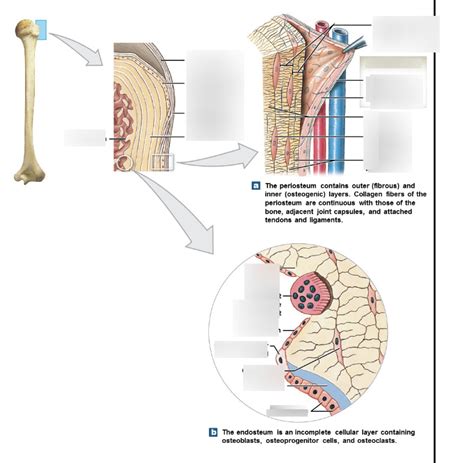 Periosteum and Endosteum Diagram | Quizlet