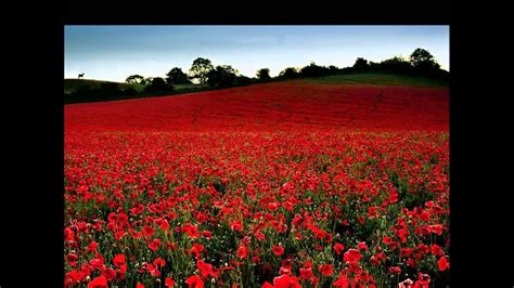 Michael Curran - Field of poppies - YouTube