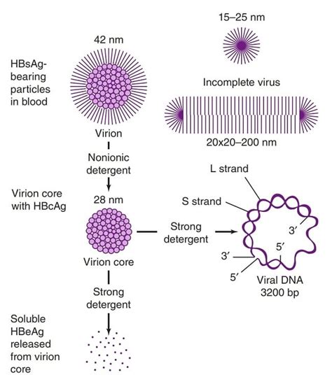 Hepatitis B Virus- Structure, Epidemiology, Symptoms, Pathogenesis ...