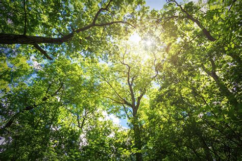 Landscape Ecology and Sustainability in the Lake States Forests | US ...