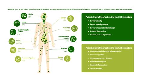 An Introduction to the Endocannabinoid System - Sycamore BioPharma