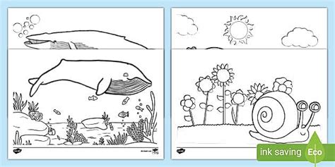 Snail and Whale Templates | KS1 Colouring Worksheets