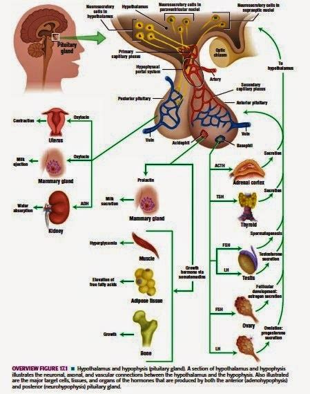 Kelenjar Hipofisa (Pituitary)