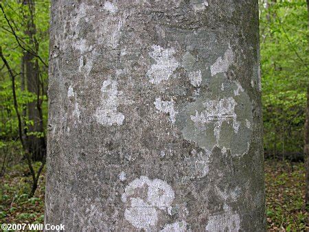 American Beech (Fagus grandifolia var. caroliniana)