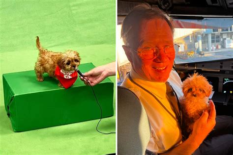 Puppy Bowl 2024: Sweetpea Owner Speaks Out As Tiny Dog Honored After Death - Newsweek