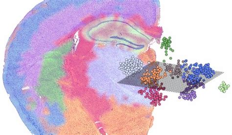 Mining the transcriptome using spatial transcriptomics: Comprehensive 2D or 3D visualization of ...