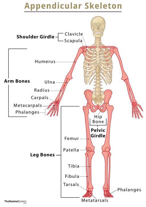 Describe The Functions Of The Axial And Appendicular Skeleton - BEST ...