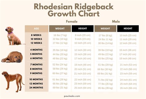 Rhodesian Ridgeback Growth Chart – Weight & Size By Age | PawLeaks