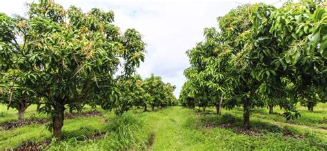 The Productive Decades-Old Mango Trees in Bukidnon – Agriculture Monthly