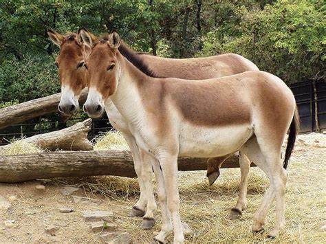 Eastern kiang, Equus kiang holdereri | Animals wild, Animals, Horses