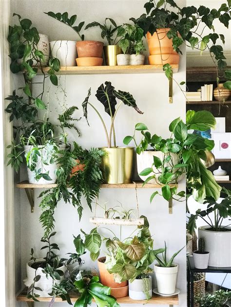 Indoor Wall Plants