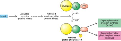 endocrinology - Activation of Glycogen Synthesis by Insulin - mechanism ...