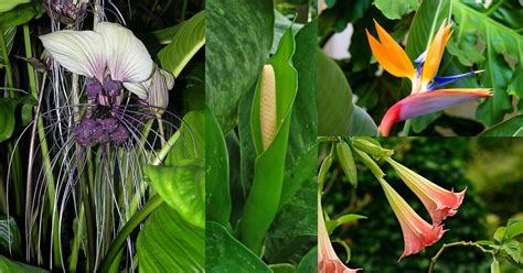 Top 40 Beautiful Tropical Flowering Plants With Names And Photos | Florgeous