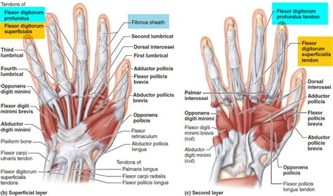 Trigger Finger - Causes, Symptoms, Splint, Exercises, Treatment