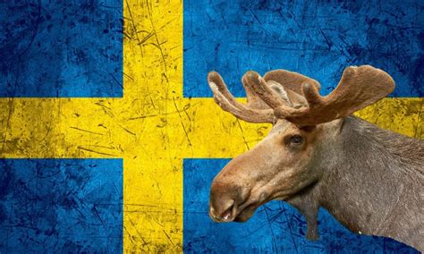 National Animal Of Sweden (Helpful Content!) - Foreign Lingo