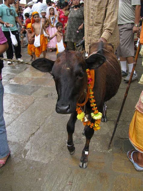 Gai Jatra 2020 - Turning Grief of Death into Gratitude For Life