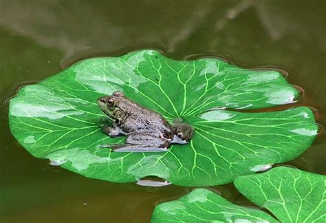 Frog on lily pad | Pics4Learning