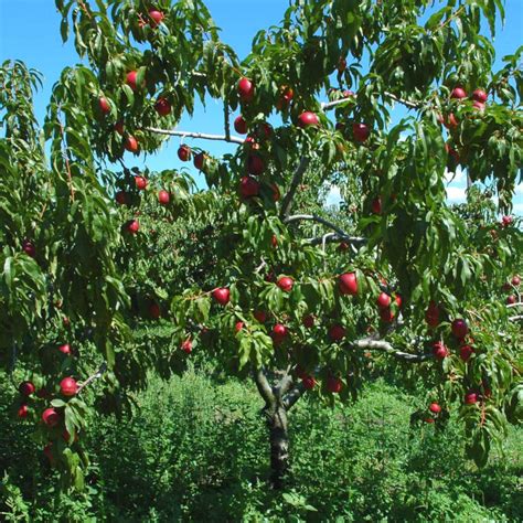 Nectarine tree - growing, pruning, and advice on caring for it