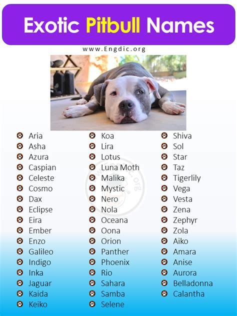 500+ Best Unique Pitbull Names (Male, Female) - EngDic