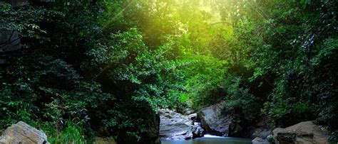 Sinharaja Forest Reserve, Galle: How To Reach, Best Time & Tips