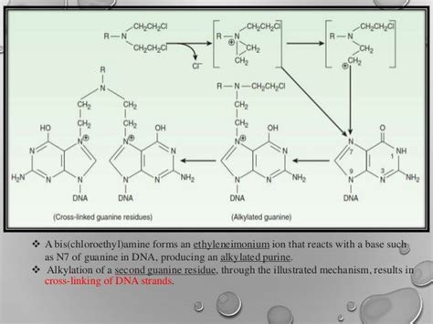 Alkylating Agents & Anti-metabolites Chemotherapy