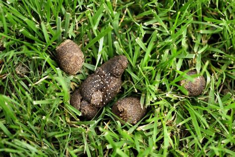 Are White Specks In Dog Poop Dangerous? Learning All Facts