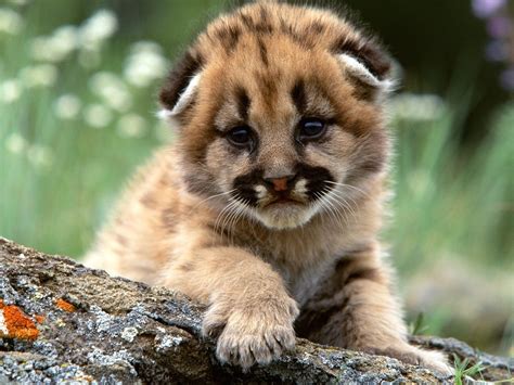 Mountain Lion Baby Cub Wallpaper | Free HD Downloads