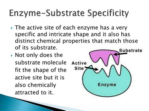 What Is An Enzyme-substrate Complex