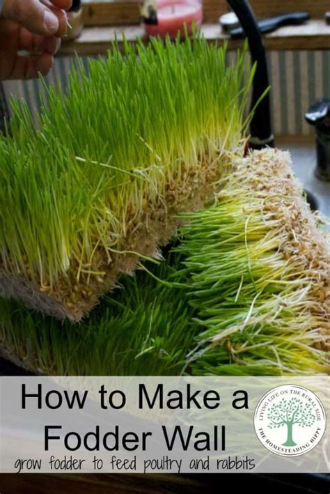 What is a fodder system? | The Homesteading Hippy