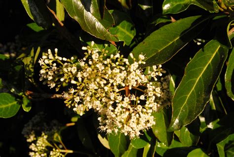 Viburnum awabuki 'Chindo' (Chindo Viburnum) | North Carolina Extension Gardener Plant Toolbox