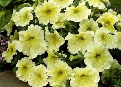 The Top 11 Petunia Varieties