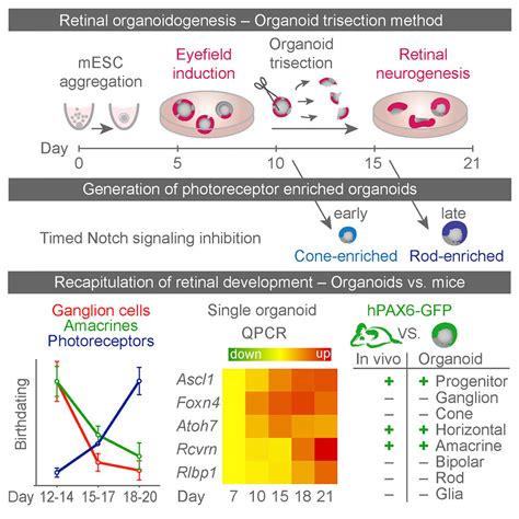 Retinal Organoids from Pluripotent Stem Cells Efficiently Recapitulate ...