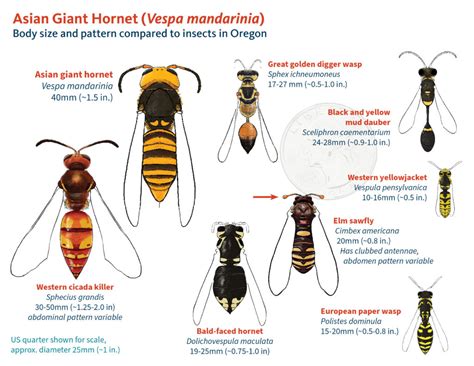 Asian Giant Hornet – PNW info sources « VegNet