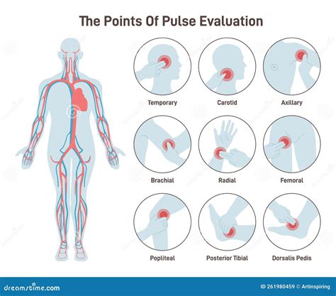 The Major Arteries and Pulse Points on Human Body. Heartbeat Evaluation Stock Vector ...